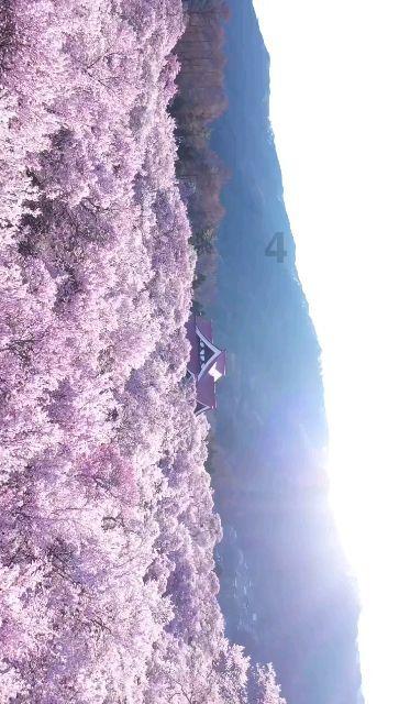 奥森弗里
